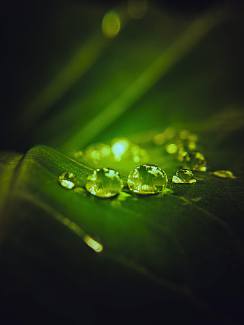 Water, Drops, Macro, Dark, Sheet, Leaf HD phone wallpaper