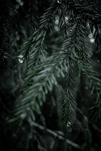 Nature, Needle, Drops, Wood, Tree, Branch, Fir, Spruce HD phone wallpaper