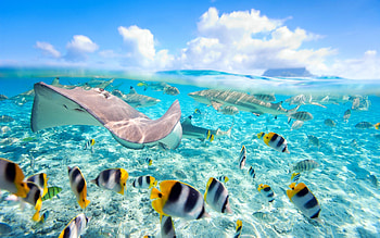 Captivating fish , backgrounds, Tropical fish art, Underwater ambiance HD wallpaper