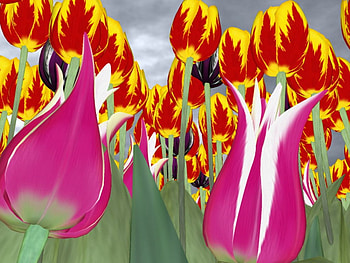 Coming Storm, garden, stormy sky, flowers, tulips HD wallpaper
