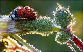 Insects, Ladybugs, Drops HD wallpaper