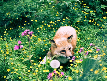 Animals, Flowers, Grass, Fox, Wildlife, Beast HD wallpaper