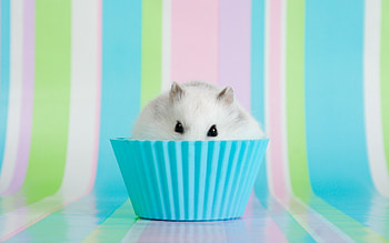 Hamster collection, gallery, backgrounds, Stunning visuals HD wallpaper