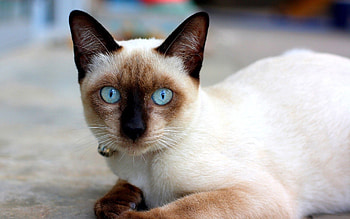 Animals, Cat, To Lie Down, Lie, Blue Eyed, Blue-Eyed, Siamese HD wallpaper