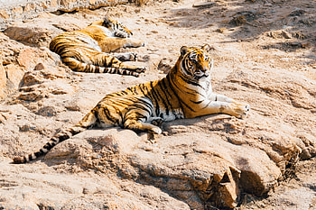 Animals, Stones, Tigers, Predators, To Lie Down, Lie HD wallpaper
