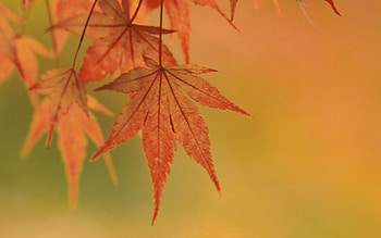 Plants, Leaves HD wallpaper