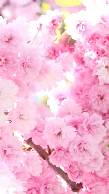 Pink cherry blossoms Flower Sony Xperia Z2 HD phone wallpaper