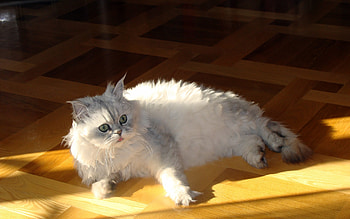 Animals, Cats HD wallpaper