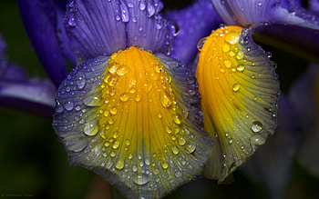 Drops, Flower, Plant, Macro, Dark, Stains, Spots, Dew HD wallpaper