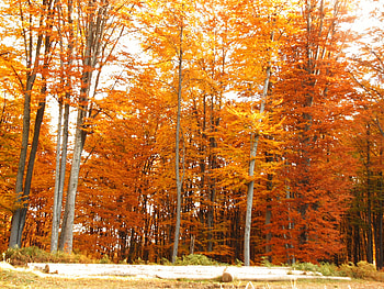 Fall colors, trees, autumn, colors, forest HD wallpaper