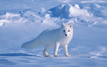 Snowy fox, Breathtaking , Winter wonder, Snowy scenes HD wallpaper