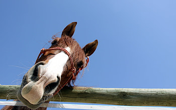 Animal, Horse HD wallpaper