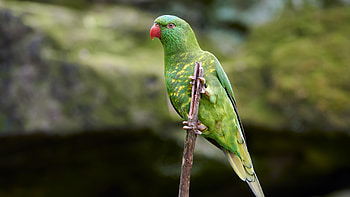 Short, Beak, Parrot, Green, Red, Bird, Stick, Blur, Bokeh, Background Birds HD wallpaper