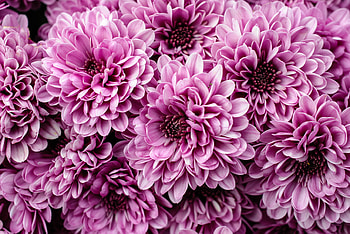 Chrysanthemum close-up, backgrounds, Floral beauty, Striking colors HD wallpaper