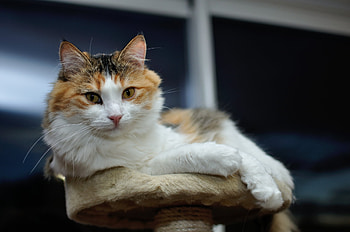 Animals, Cat, Fluffy, Sight, Opinion HD wallpaper