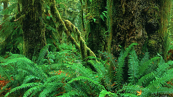 Amazon Rain Forest, Rainforest , Nature's canvas, Scenic beauty HD wallpaper