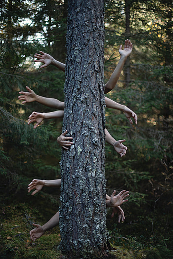 Miscellanea, Miscellaneous, Wood, Forest, Tree, Hands, hop HD phone wallpaper