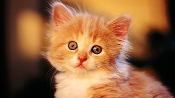 Cute Kitty Looking, animal, kitten, looking, cat HD wallpaper