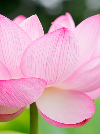 lotus flower computer , backgrounds HD phone wallpaper