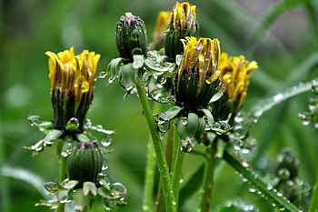 Flowers, Grass, Dandelions, Drops, Greens, Curled Up HD wallpaper