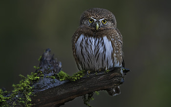 Owl, animal, nature, bird HD wallpaper