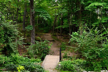Lush Forest View, relaxing, peaceful forest, lush forest, scenic forest, tranquil HD wallpaper