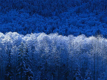 Winter Woods, winter, wood, snow HD wallpaper