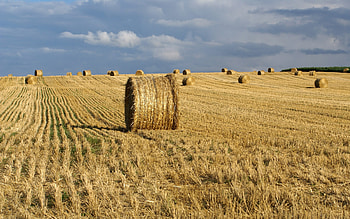 Landscape, Fields HD wallpaper