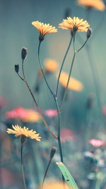 Cute Summer, Flowers, Blur Background HD phone wallpaper