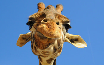 Animals, Giraffes HD wallpaper
