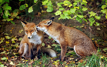 Animals, Grass, Fox, Couple, Pair, Tenderness HD wallpaper