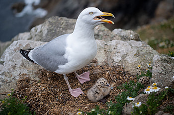 Viral video sensation, Seagull comedy, Unexpected theft, Funny moment HD wallpaper