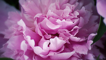 Flowers, Plant, Macro, Peony, Pion HD wallpaper