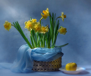 Still life, blue, roses, daffodils, soft, flowers HD wallpaper