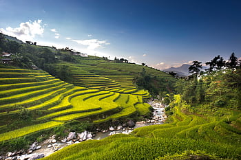 Lush green rice terraces on a hillside with a flowing stream, captured outdoors in daylight. HD wallpaper