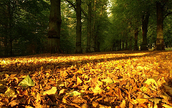 Nature, Trees, Autumn, Leaves, Forest, Land, Earth, Dry HD wallpaper