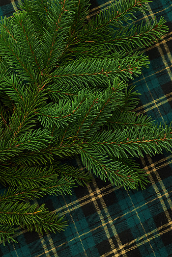 Pine, Miscellanea, Miscellaneous, Branch, Needles HD phone wallpaper