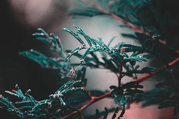 Leaves, Plant, Macro, Blur, Smooth, Branch HD wallpaper