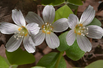 *** White flowers ***, white, nature, flowers, flower HD wallpaper
