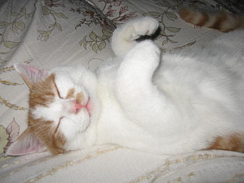 Charlie, sleepy cat, kitten, little cat, cute kitten HD wallpaper