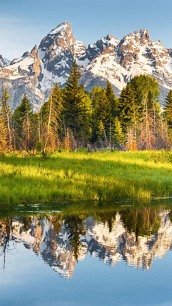 Grand Teton National Park, , Beautiful meadow, Wyoming landscape HD phone wallpaper
