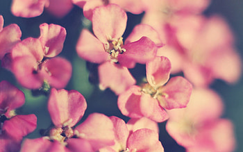 Flowers, Background, Macro, Shine, Light, Petals HD wallpaper