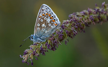 Butterfly, animal, flower, insect HD wallpaper