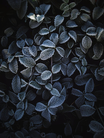 Leaves, Plant, Macro, Hoarfrost, Frost HD phone wallpaper