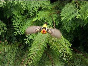 Flying Bird, cool, flying, bird HD wallpaper