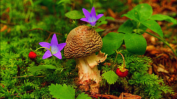 Products of Nature, flowers, mushroom, strawberries, blossoms, plants HD wallpaper