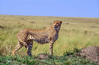 Cheetah, fast, animal, run HD wallpaper
