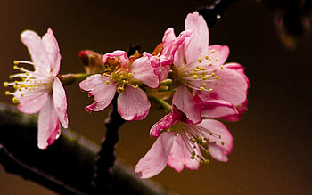 Flowers, Petals, Close-Up, Bloom, Flowering, Branch HD wallpaper