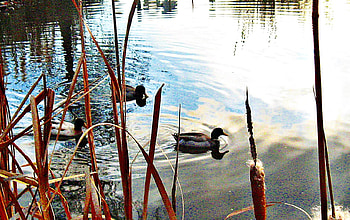 duck pond, ducks, reeds, ripples, pond HD wallpaper