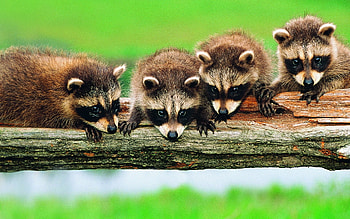 Raccoons, bandit, animal, raccoon, water HD wallpaper